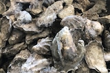 Oysters in the shell