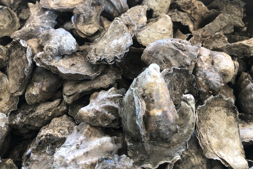 Oysters in the shell