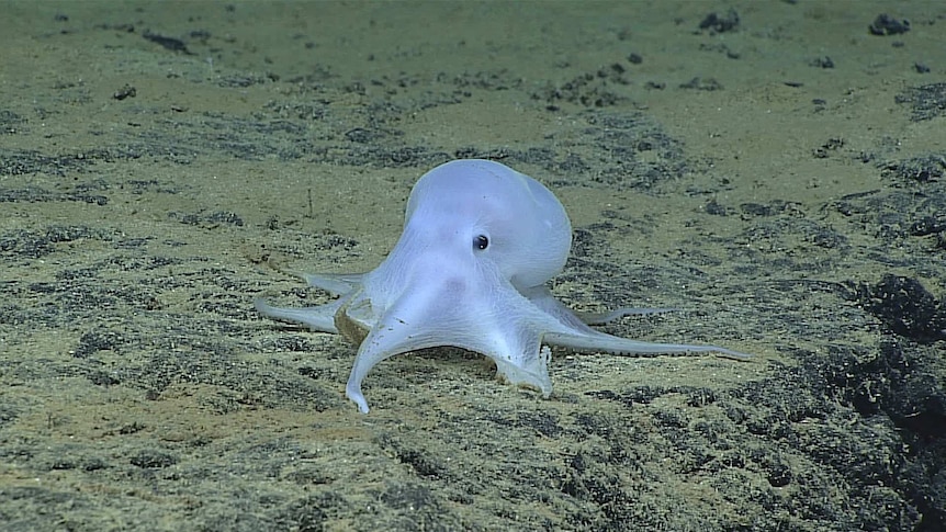 Ghost-like 'Casper the Friendly Ghost', an incirrate octopod found at a depth of 4,290 metres in the Pacific