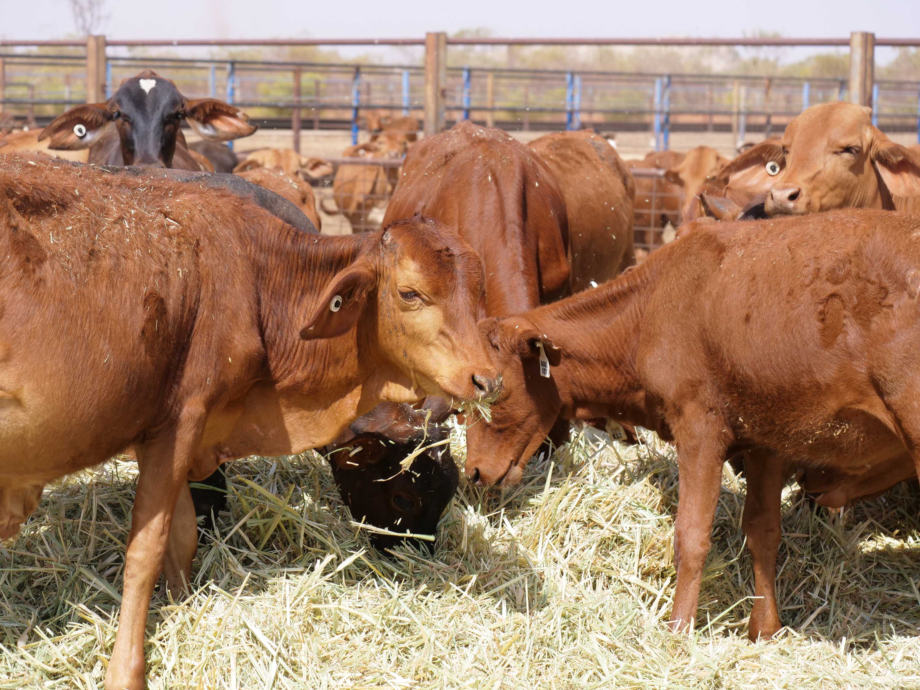 A group of weaners feeding on hay in cattle yards
