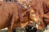 A group of weaners feeding on hay in cattle yards