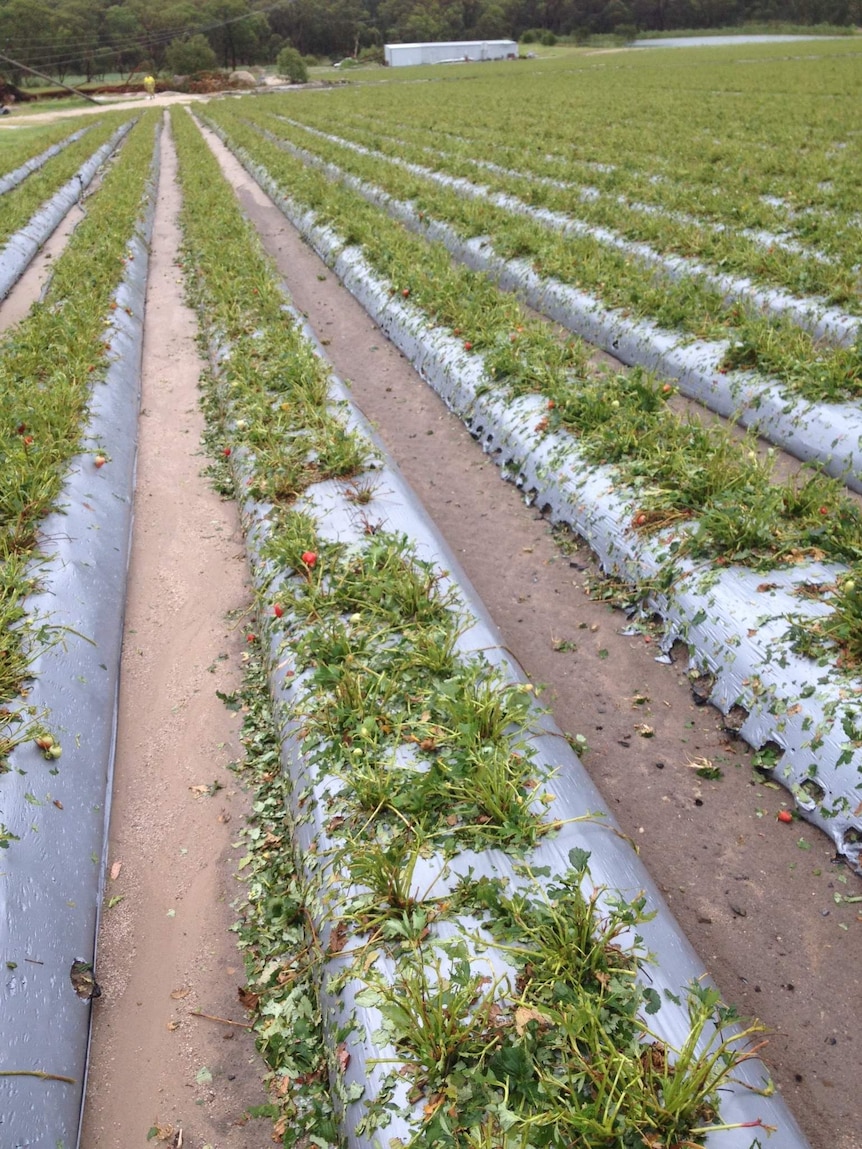 Strawberry plants shredded in hail storm