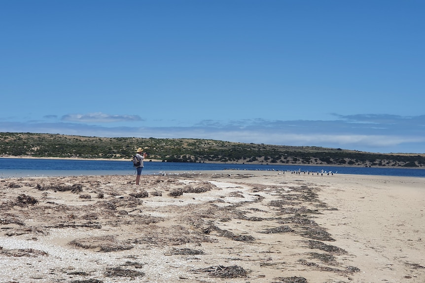 A person stands on a beach in the distance near a flock of shorebirds.