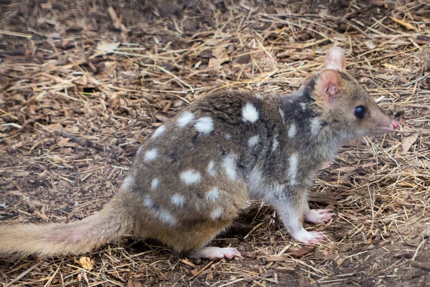 An eastern quoll