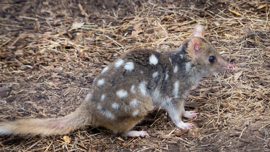 An eastern quoll