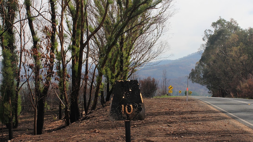 Burnt road sign in centre of image with burnt trees with regrowth on road sign.