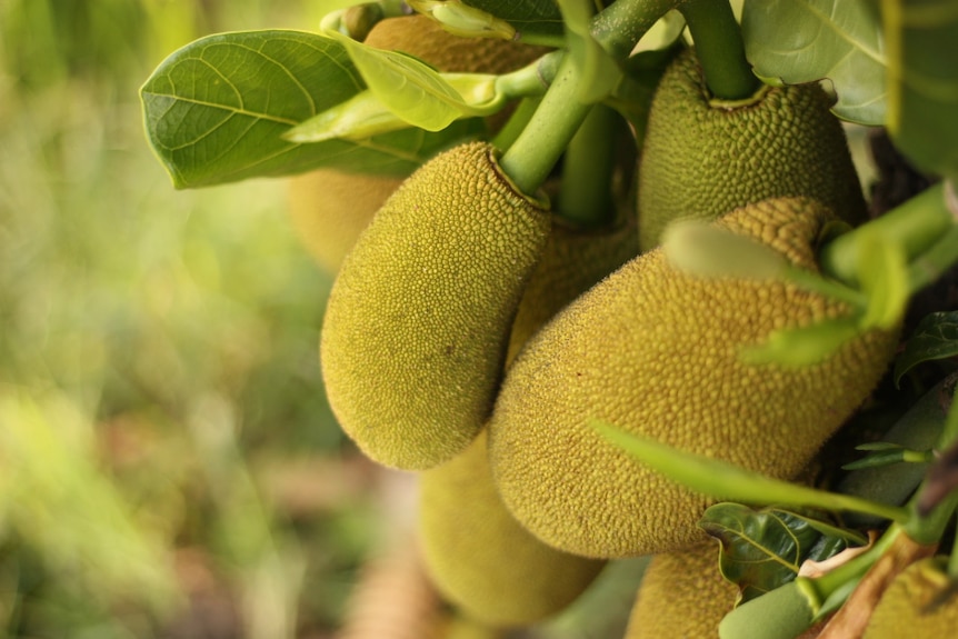 Five bright yellow jackfruits grow on branch with leaves in bright and lush outdoor setting.