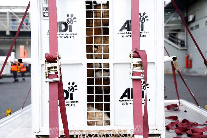 A former circus lion looks from inside his cage while preparing for transportation to a private sanctuary in South Africa.