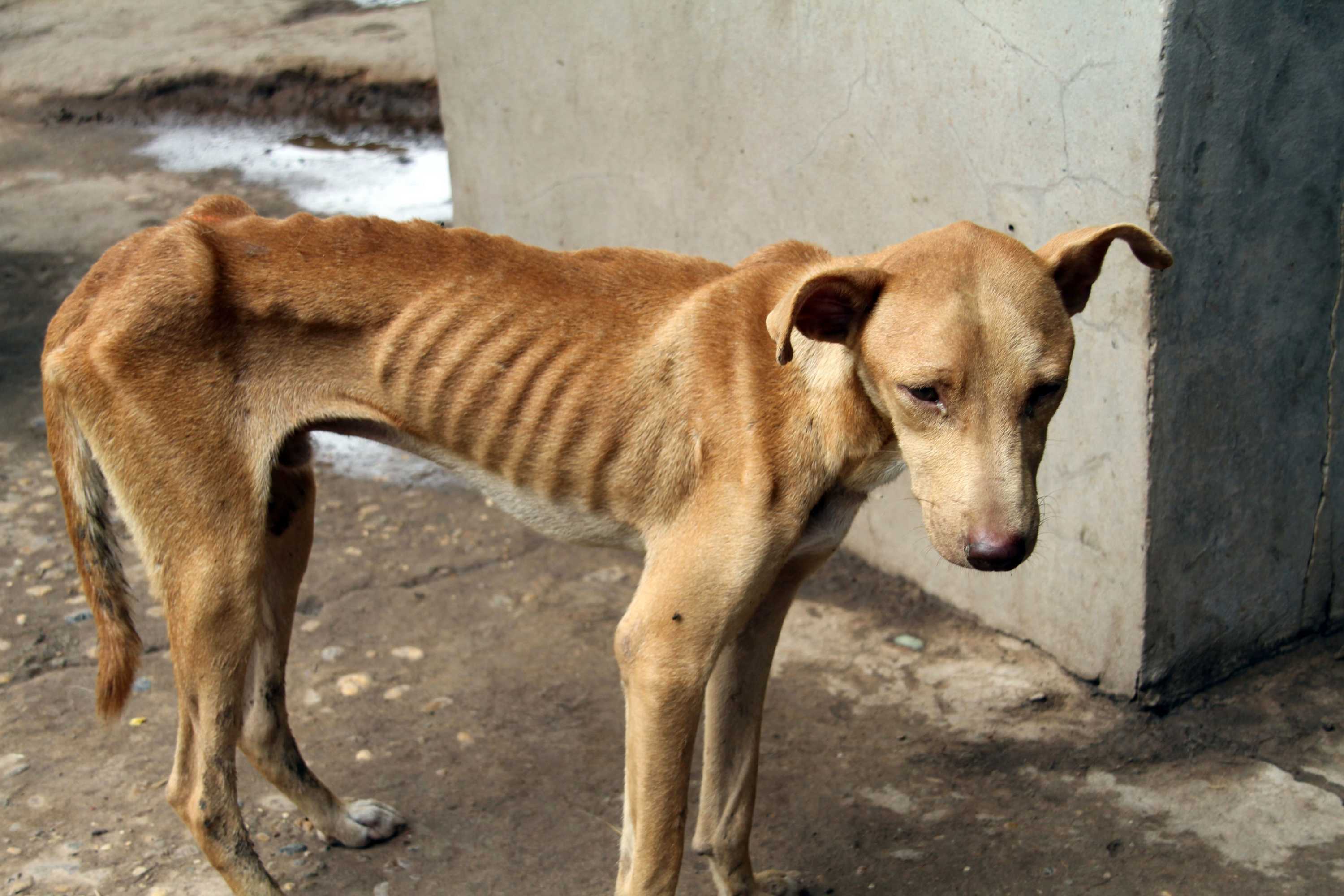 Images show cruelty to dogs destined to be eaten in South ...