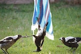 A large black and white bird hangs from a towel on a clothesline, with two other birds on either side, one pulling on its foot.