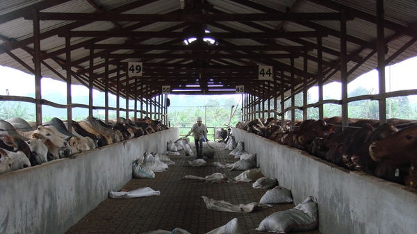 Indonesian feedlot