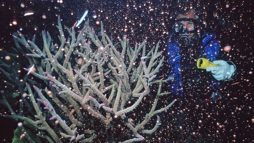 A display of coral spawning
