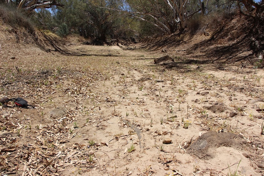 A dry creek bed with trees overhanging in the distance. Centre front among dry leaves and dirt is a worn boomerang.