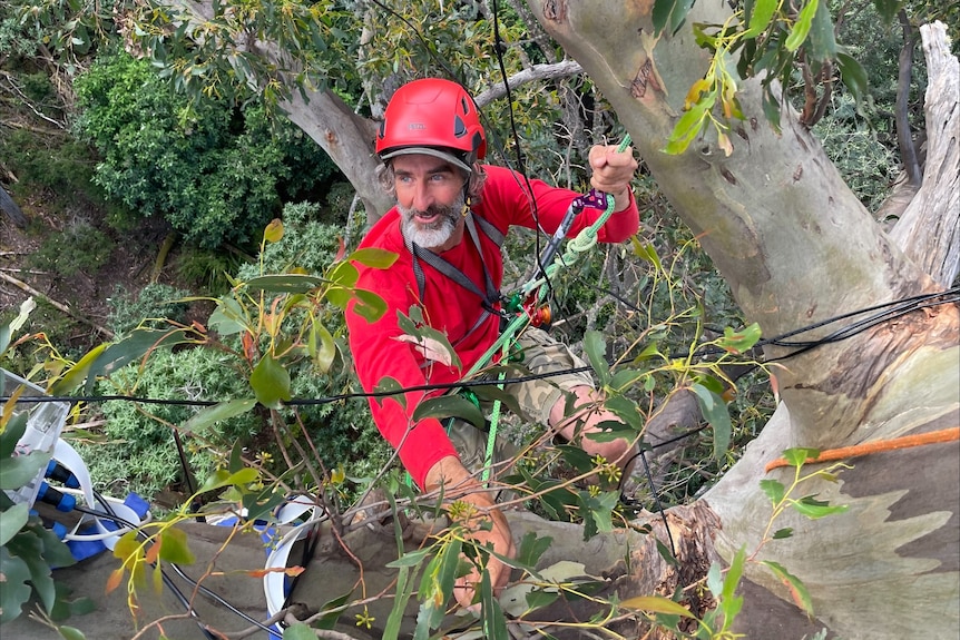 Man with beard and hard hat climbing a tree with climbing gear 