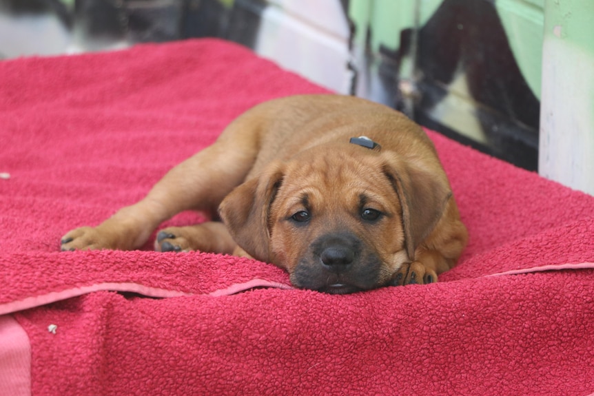 A puppy lying on a pink towel