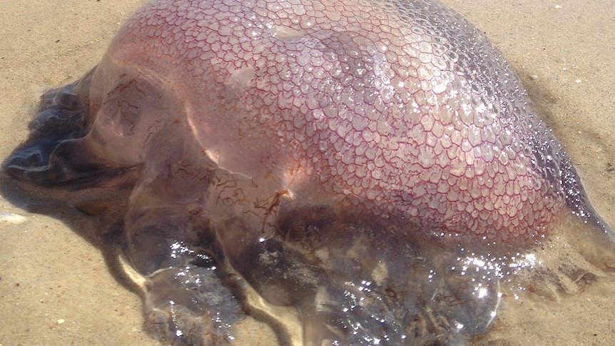 Jellyfish near Somerton