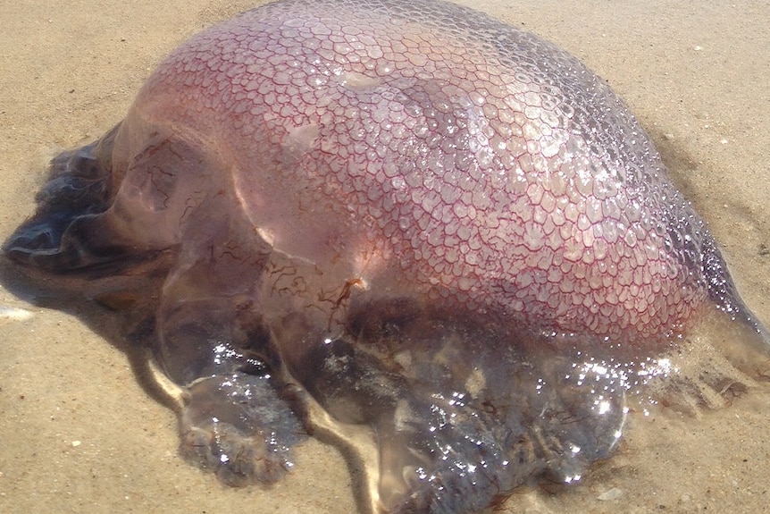Jellyfish near Somerton