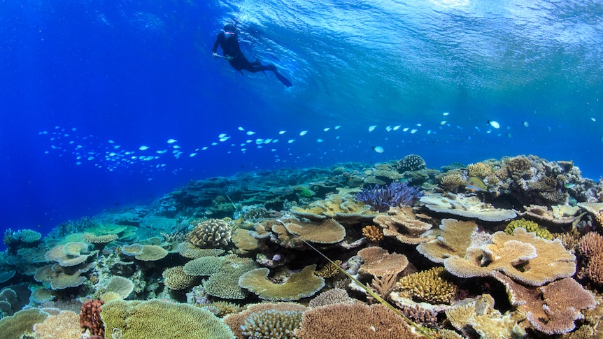 A diver swimming over colourful coral.