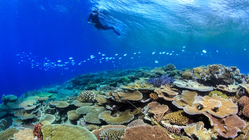 Underwater image of a diver swimming over coral reef