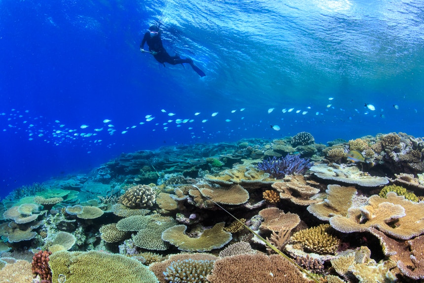 Researchers study coral on the Great Barrier Reef.