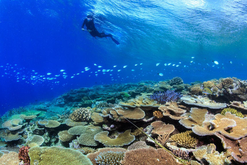 A diver swims over coral reef