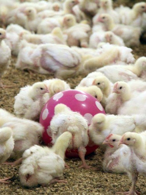 Chooks in a shed