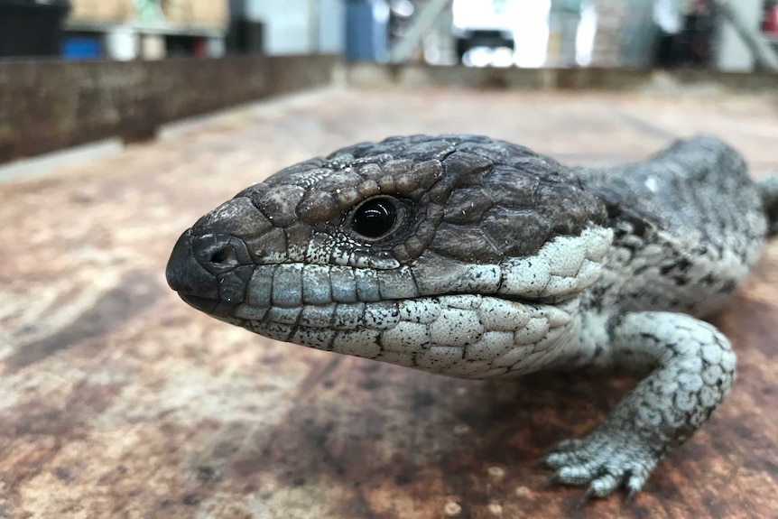 An adult Pert Coastal Shingleback lizard close up.