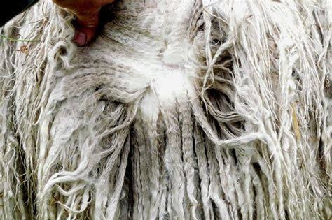 A close shot of a suri breed of alpaca fleece.