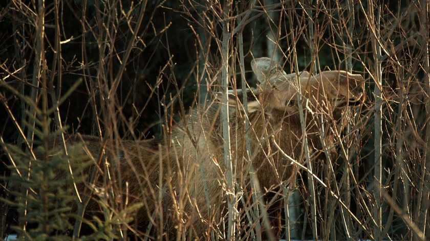 A moose nibbles on branches