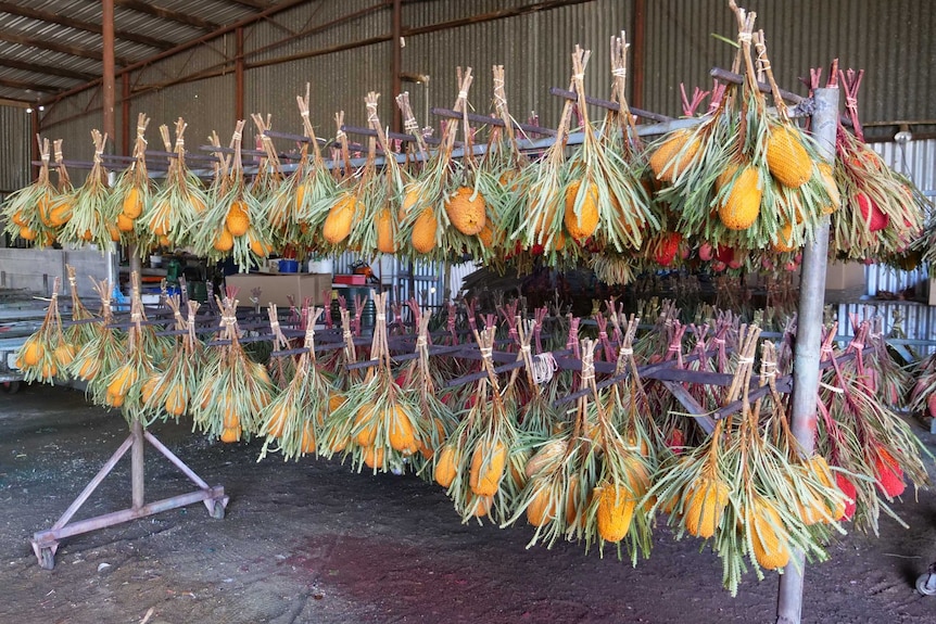 Moora Banksia flowers