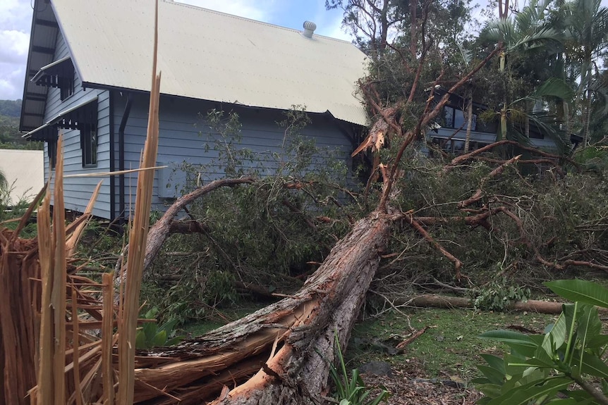 A tree has fallen on a house.