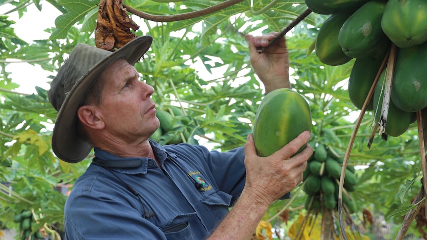 Gerard Kath going through one of his Papaya Trees