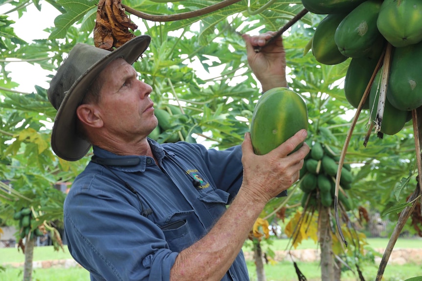 Gerard Kath going through one of his Papaya Trees