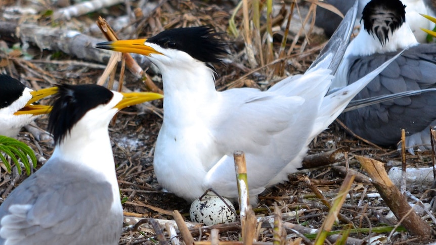 A white bird with a black crest and a black-tipped beak sits among similar birds with black tips on their beaks.