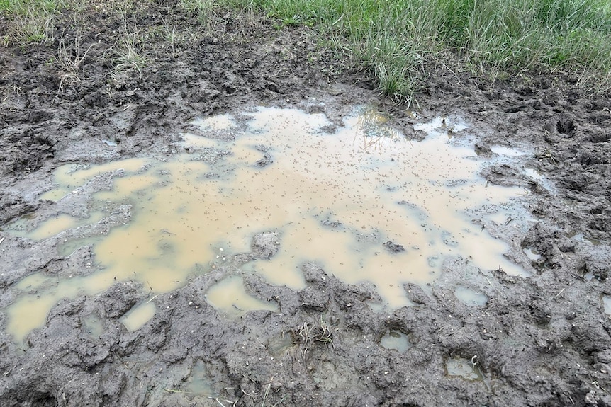 A muddy puddle and a swarm of mosquitos