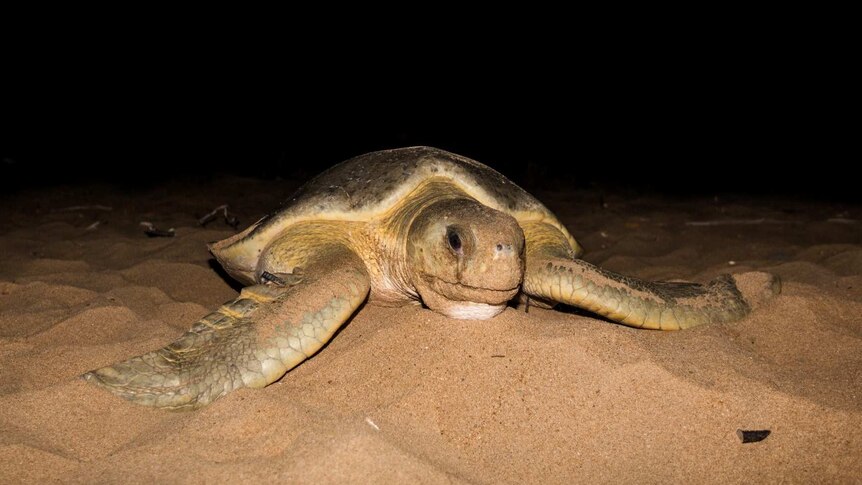 Turtle returns to the beach at Mon Repos to lay eggs.