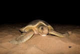 Large turtle on the beach at night.