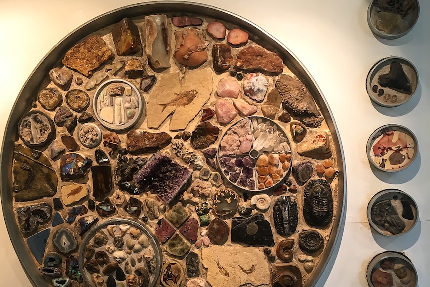 Fossils and other found objects embedded in a circular installation in a white wall.