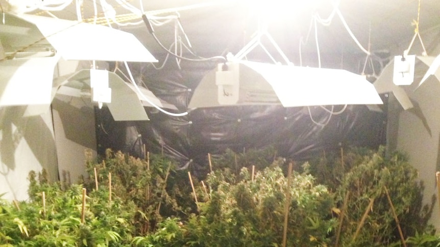 Police raid a hydroponic cannabis drug den at an Ashmore home