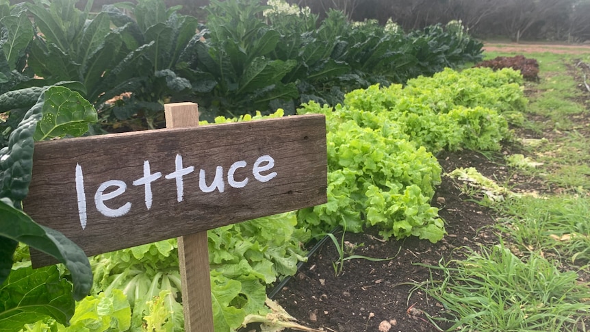 Homegrown lettuce with a lettuce sign.