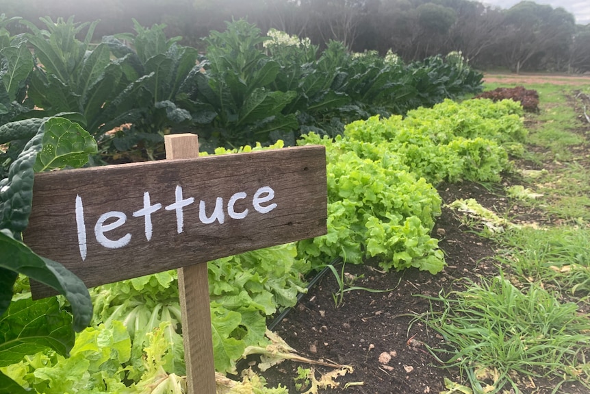 Lechuga de cosecha propia con un cartel de lechuga.