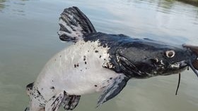 unusually coloured black and white catfish