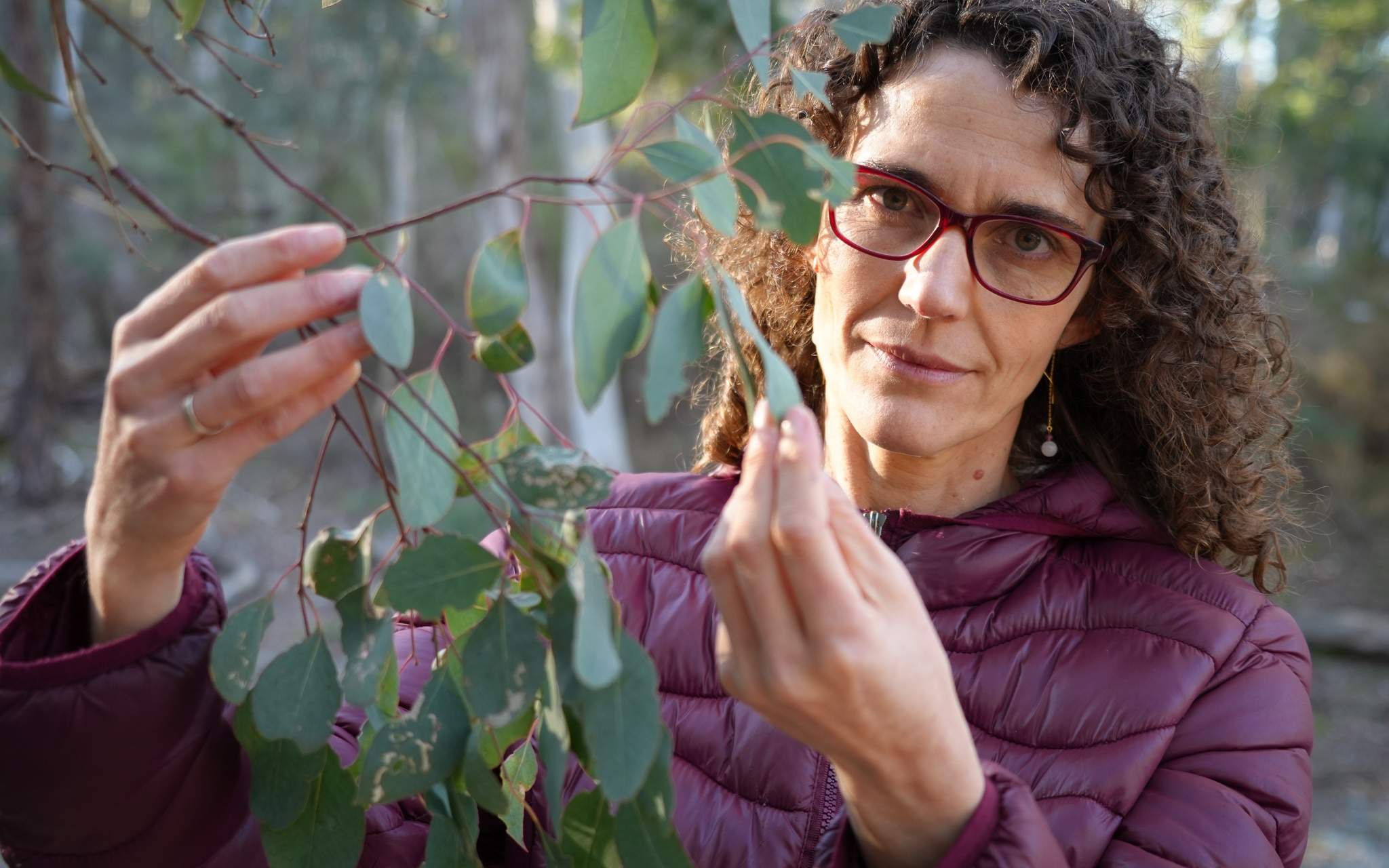 Scientists develop tech to measure eucalypt flammability from space