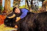 A man in a blue shirt leans over a black highland bull, hugging it and smiling.