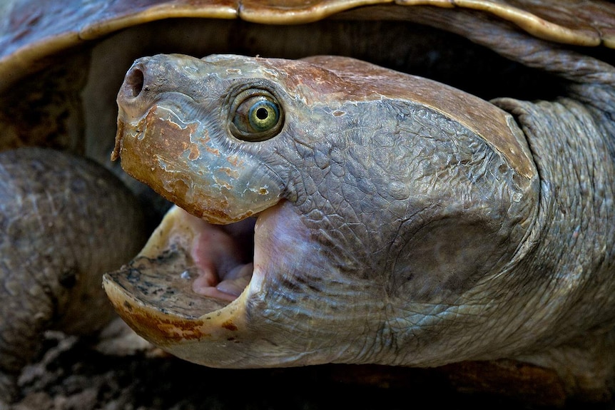 Close up shot of the scaly face of a Cooper Creek Short Neck Turtle