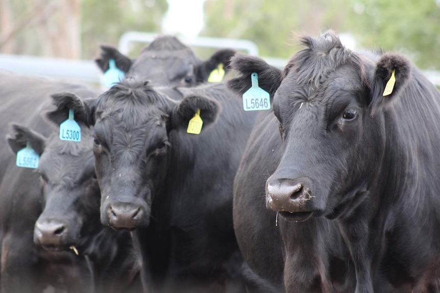 black cattle up close with ear tags.