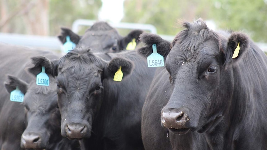 black cattle up close with ear tags