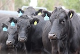 black cattle up close with ear tags