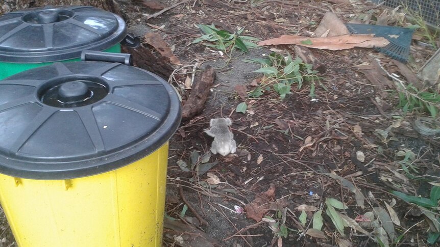 Baby koala crawling on the ground.