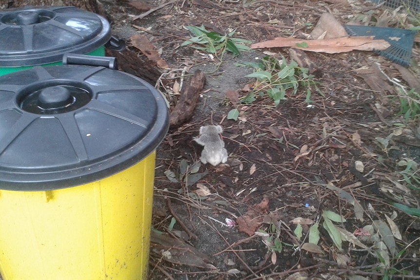 Baby koala crawling on the ground.